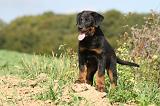 BEAUCERON - PUPPIES 123